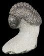 Pedinopariops Trilobite - Mrakib, Morocco #58446-2